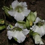 Maquira guianensis 花