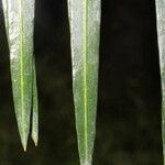 Cycas szechuanensis