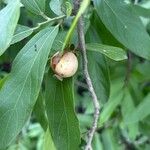 Alangium salviifolium Fruit
