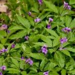 Cardamine glanduligera Fuelha