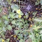 Ranunculus thora Flower