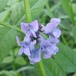 Vicia sepium 花