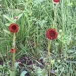 Gaillardia suavis Цвят