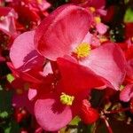 Begonia cucullata Flower