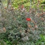 Rhododendron pubescens Hábito