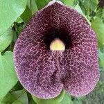 Aristolochia littoralis Flower