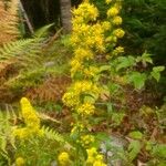 Solidago puberula Kvet