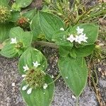 Richardia brasiliensis Flower