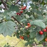 Crataegus douglasiiBlad