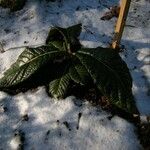 Rhododendron sinogrande Vekstform