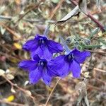 Delphinium grandiflorum Flors