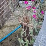 Silene coronariaFlower