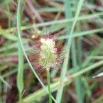 Setaria parviflora 花