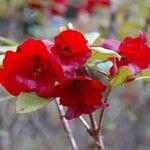 Rhododendron sanguineum Flower