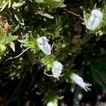 Echium aculeatum Floare