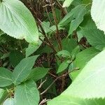 Hydrangea involucrata Bark