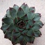 Sempervivum calcareum Blad