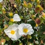 Cistus x hybridus Çiçek