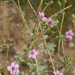 Erodium glaucophyllum ᱮᱴᱟᱜ