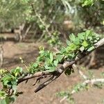 Bauhinia rufescens बार्क (छाल)