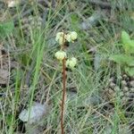 Pyrola chlorantha Flor