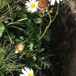 Leucanthemum adustum Blad