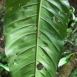 Philodendron inaequilaterum Лист