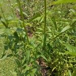 Agastache mexicana Агульны выгляд