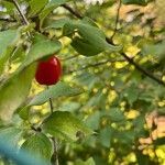 Cornus masFruct