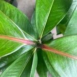 Garcinia mangostana Leaf