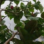 Citrus aurantiifolia 果実