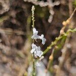 Anarrhinum laxiflorum Fleur