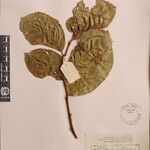 Lyonia ovalifolia Autre