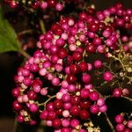 Callicarpa acuminata Plod