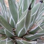 Agave victoriae-reginae Levél