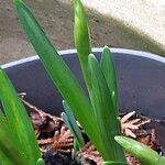 Narcissus cyclamineus Çiçek