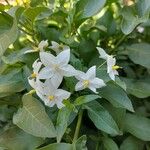 Solanum laxumЦветок