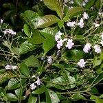 Vitex cooperi Hábito