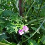 Geranium pusillumFlower