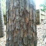 Pinus echinata Corteza