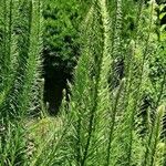 Liatris pycnostachya Hoja