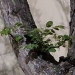 Robinia hispida Hoja