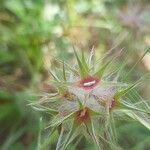 Trifolium stellatum Flower