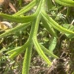 Cirsium eriophorum 葉