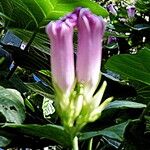 Ipomoea cairica Квітка