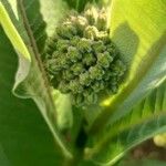 Asclepias syriacaFlower