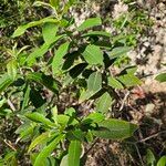 Salix pedicellata Leaf