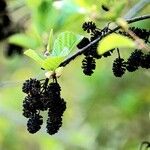 Alnus incana Fruit