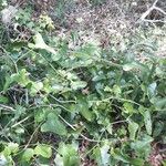 Smilax bona-nox Habit