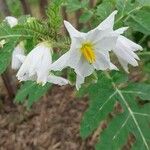 Solanum sisymbriifolium Virág